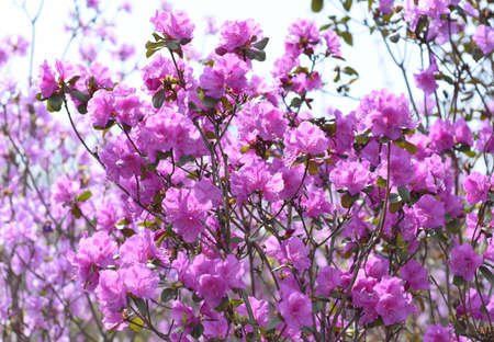 Rhododendron mucronulatum growing in Far East of Russia in springの写真素材