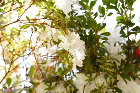 White azalea flowers growing on a shrubの写真素材