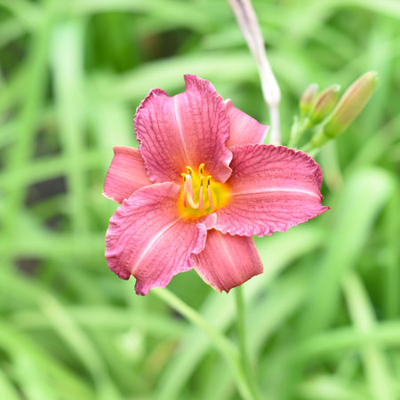 Wild orange lily on green backgroundの写真素材