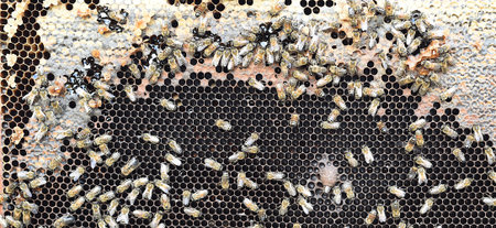 honeycomb with bees in hand