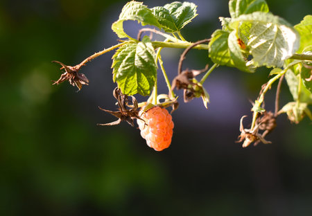 Raspberry variety Orange miracle growing in garden