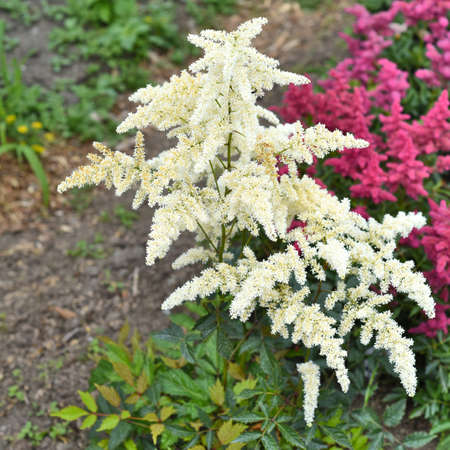Mont Blank Astilbe flowers (false goat's beard). Russian Far East.の写真素材