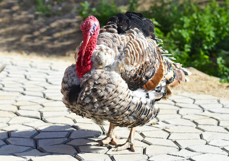 Turkey walking outside close upの写真素材