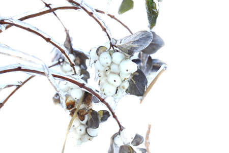 Frozen snowberry covered with ice growing on a branch on snow background. Russia, winter.の写真素材