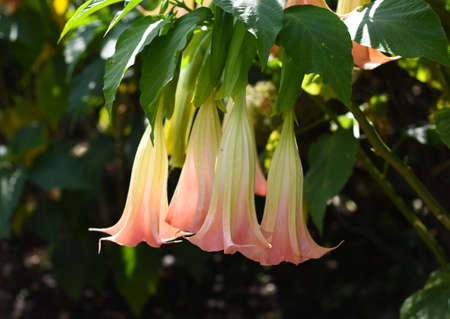 Brugmansia flowers growing in Russian Far Eastの写真素材