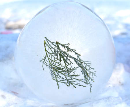 Frozen green plant inside of iceの写真素材