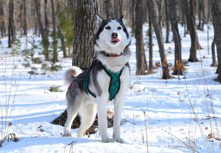 Young Siberian husky looking away on snowy background