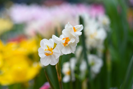 Narcissus poeticus flower on green background