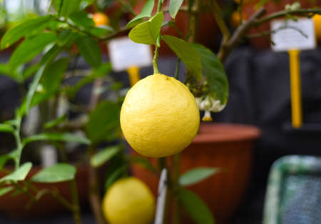 Ripe lemon growing on a branchの写真素材