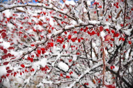 Frozen barberry berries hanging on a branch in snow and ice on a winter dayの写真素材