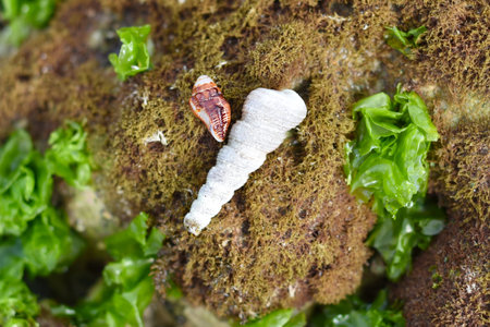 Seashells of South China sea of Vietnam