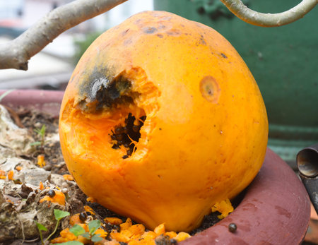 Bitten Papaya with rat's teeth marksの写真素材