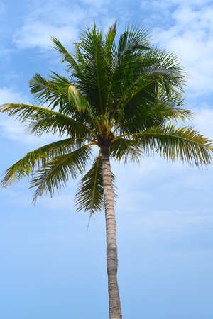 One palm tree at white sand beach of Nha Trang Vietnamの写真素材