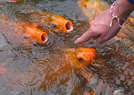 Finger pointing to many carp koi fish swimming in the water in Asia