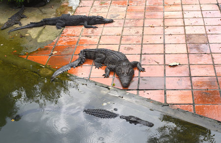 Crocodile resting on the floor in Vietnam