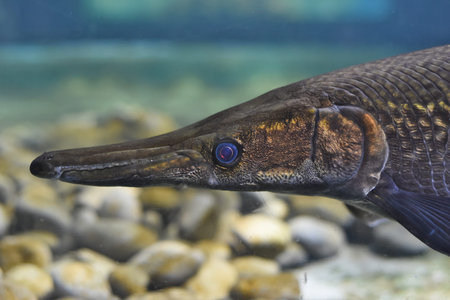 Alligator Gar fish swimming in an aquarium close up