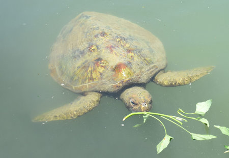 Sea turtle eating grass in an aquarium
