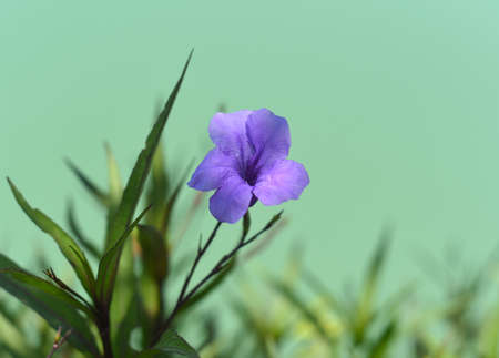 Ruellia simplex or the Mexican petunia growing in Vietnamの写真素材