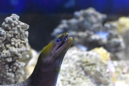 Moray Eel fish in aquarium closeupの写真素材