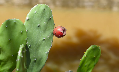 Eastern Prickly Pear cactus growing in Vietnamの写真素材