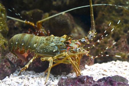 Spiny lobsters also known as langustas in aquarium