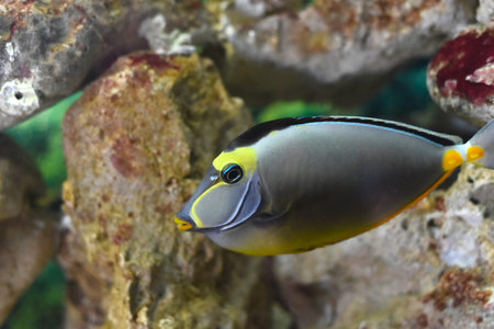 Naso Tang fish in aquarium closeupの写真素材