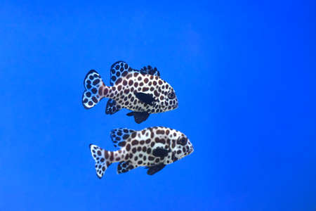 A harlequin sweetlips fish in aquarium close upの写真素材