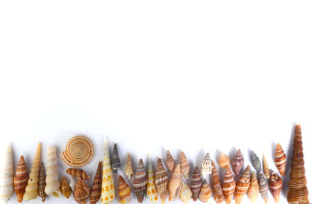 Tropical seashells on white backgroundの写真素材
