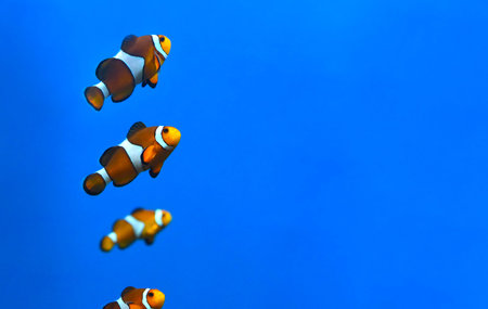 Clown fish in aquarium on blue backgroundの写真素材