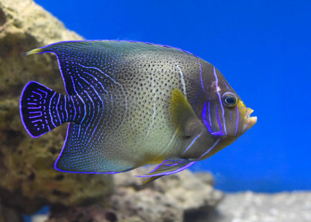 Pomacanthus semicirculatus, the semicircled angelfish underwaterの写真素材