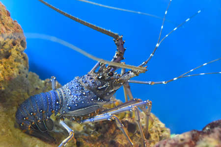 Spiny lobsters also known as langustas in aquariumの写真素材