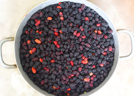 A big saucepan full of picked fresh mulberry