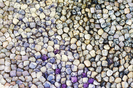 Many colorful seashells with natural real color for background with copy spaceの写真素材