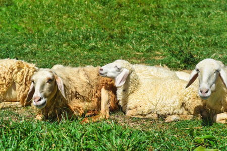 Sleepy sheep has a nap on a sunny dayの写真素材