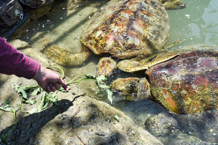 Person feeding the sea turtles with grassの写真素材