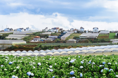 Hydrangea field against the  greenhouses and plantations in the city of Da Lat in Vietnamの写真素材