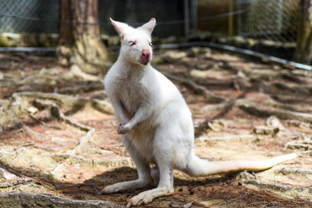 the white wallaby australian kangaroo standing aloneの写真素材
