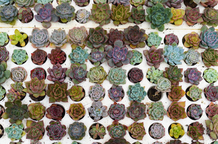 Many potted succulents of Echeveria elegans, Echeveria, Sedum,Graptopetalum (leatherpetal) at a flower marketの写真素材