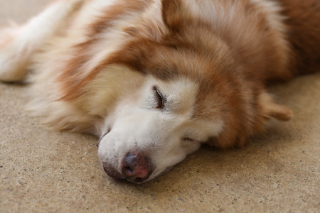 Sleepy Malamute dog laying on the sand with closed eyesの写真素材