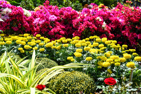 Tagetes erecta, the Aztec marigold or Mexican marigold flowers growing as decor for Tet Lunar New...