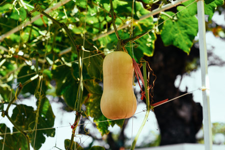 Butternut squash, butternut pumpkin or gramma growing in Vietnamの写真素材