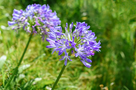 Agapanthus africanus or the African lily growing in Da Lat Vietnamの写真素材