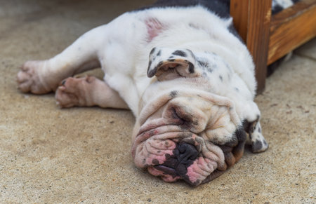 Tired Bulldog sleeping on the sandの写真素材