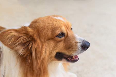 Portrait of little corgi dog looking right with copy spaceの写真素材