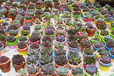 Many potted succulents of Echeveria elegans, Echeveria, Sedum,Graptopetalum (leatherpetal) at a flower marketの写真素材