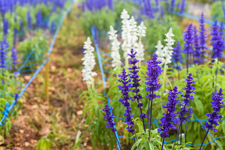 Salvia nemorosa plant growing in Da Lat in Vietnamの写真素材