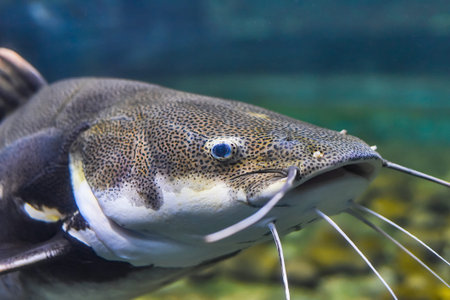 Red tailed catfish in aquarium close up
