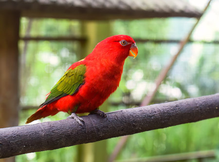 Chattering lory (Lorius garrulus) parrot sitting on branchの写真素材