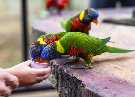 Loriini parrots drinking milk in Kuala Lumpur, Malaysiaの写真素材