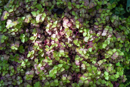 Callisia repens Pink Panther plant close up top view